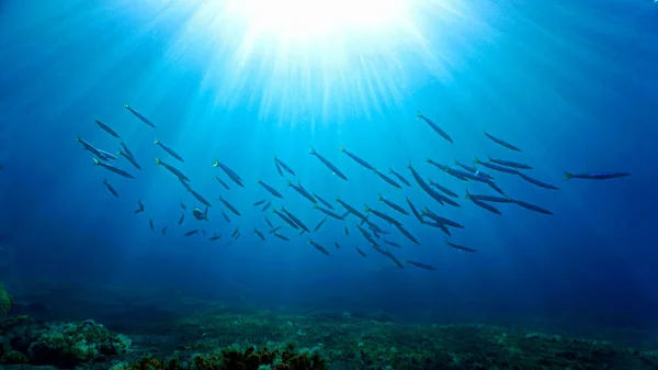 Onderwater Duiken Tropisch Landschap Met Zeeleven Scholen Van Barracuda Vis — Stockfoto