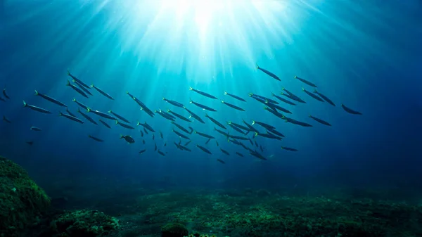 Plongée Sous Marine Scène Tropicale Avec Vie Marine Écoles Barracudas — Photo