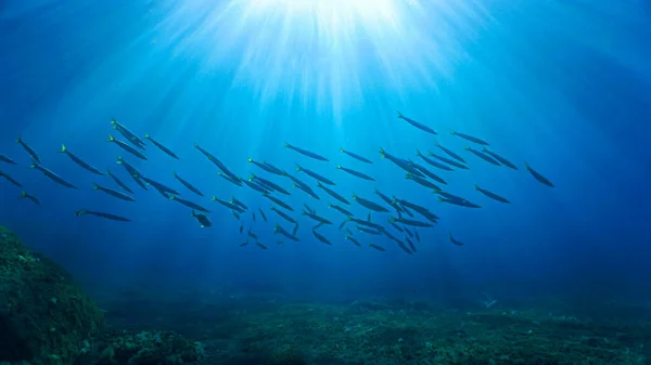 Unterwassertauchen Tropische Szenerie Mit Meereslebewesen Schwärme Von Barrakudas Fische Riff — Stockfoto