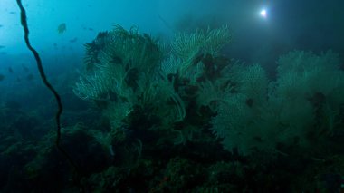 Derin denizdeki bir mercan resifinin sualtı fotoğrafı..