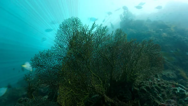 Підводне Фото Коралового Рифу Глибокому Морі — стокове фото