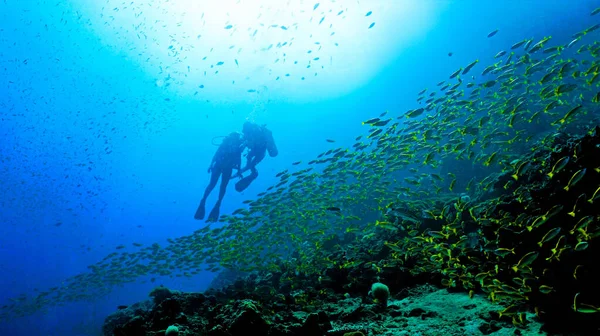 Подводное Фото Водолазов Вдалеке Над Стаями Рыб Желтых Рыб Кораллового — стоковое фото