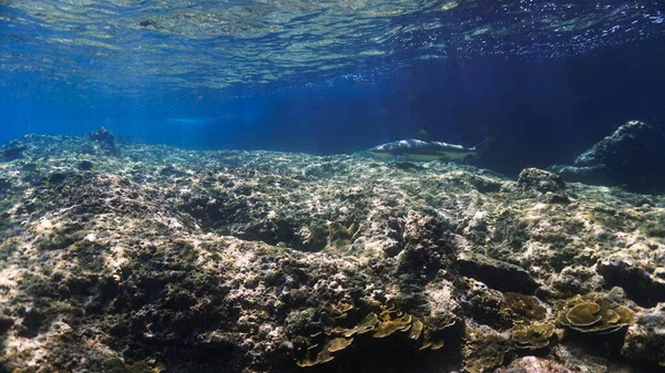 Акула Чорнокінного Рифу Кораловому Рифі Аквалангу Таїланді — стокове фото