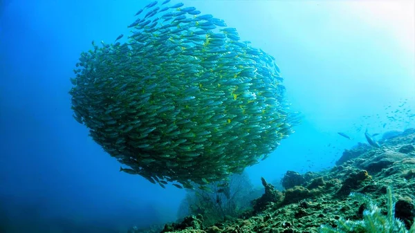 Riesige Fischkugel Blauen Meer Perfekte Symmetrie Vom Tauchgang — Stockfoto