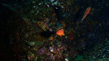 Mercan resifindeki bir mercan balığının sualtı fotoğrafı. Tayland.