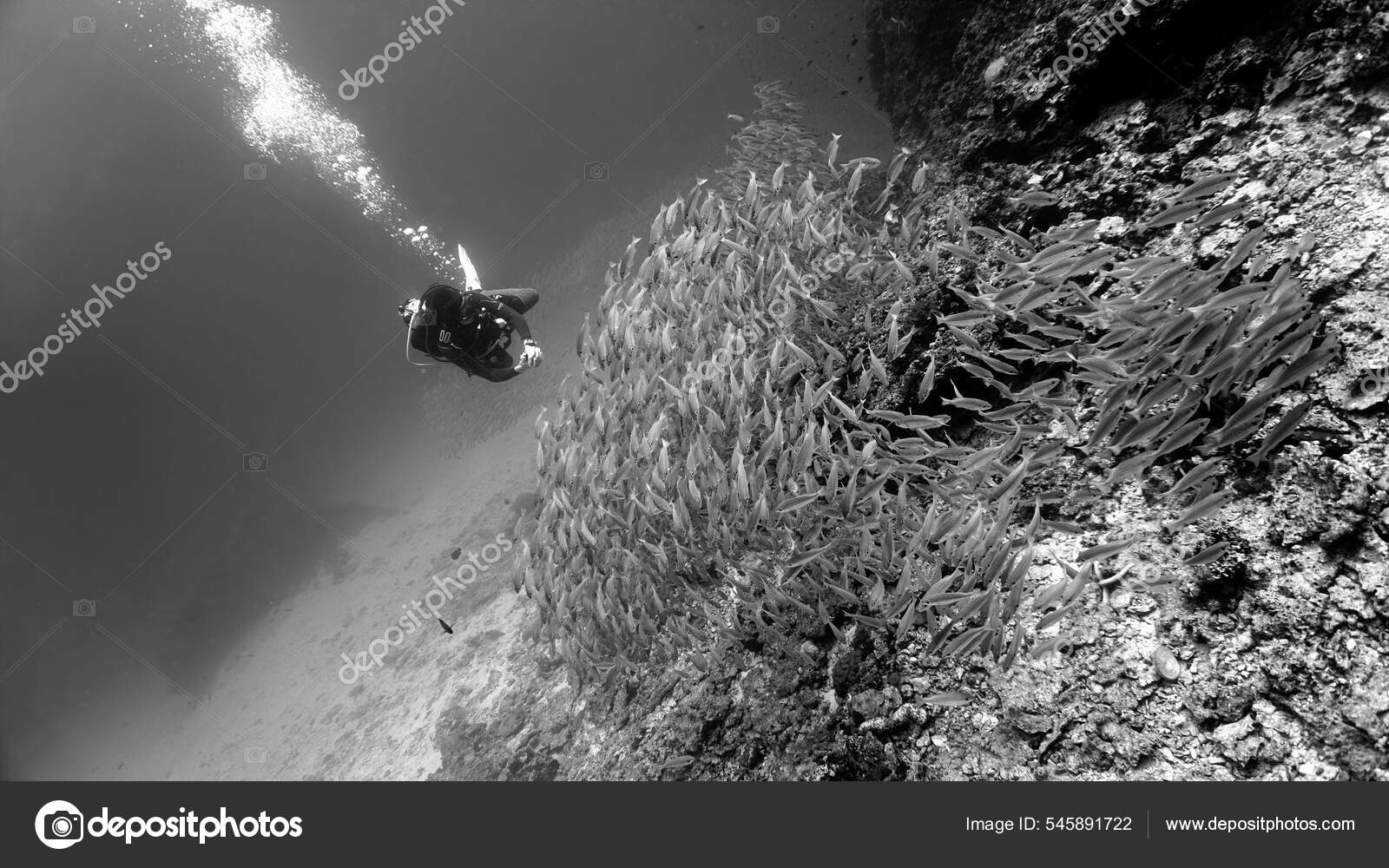Konstnärlig Svartvitt Undervattensfoto Dykare Och Enorm Fiskstim Yellow  Snappers Vid — stockfoto © johan.holmdahl41@gmail.com #545891722, image size:1600x1000