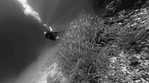 Foto Artística Blanco Negro Bajo Agua Buceador Una Enorme Escuela —  Fotos de Stock