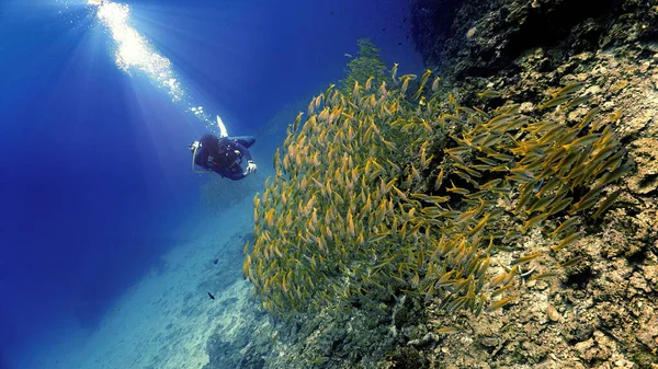 Foto Submarina Buceador Una Enorme Escuela Peces Yellow Snappers Arrecife — Foto de Stock