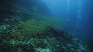 Balık sürülerinin sualtı video klibi - Sarı Snappers - ve scuba dalgıçları. Tayland 'daki bir dalıştan.. 