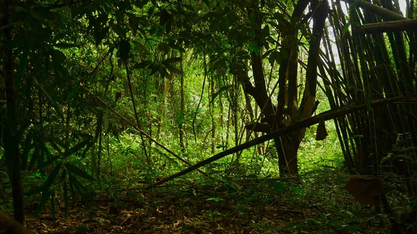 Деревья Джунглях Тропических Лесах — стоковое фото
