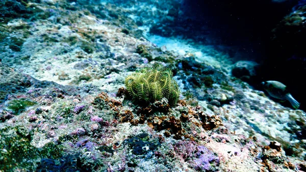 Foto Subaquática Bela Planta Verde Recife Coral — Fotografia de Stock