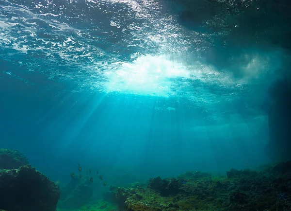 浅いサンゴ礁からの水中写真 — ストック写真