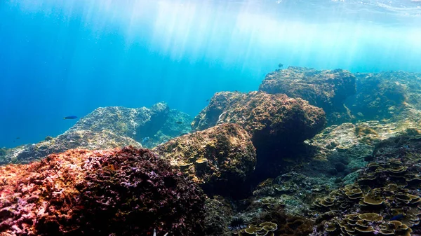 Sığ Bir Mercan Resifinin Sualtı Fotoğrafı — Stok fotoğraf