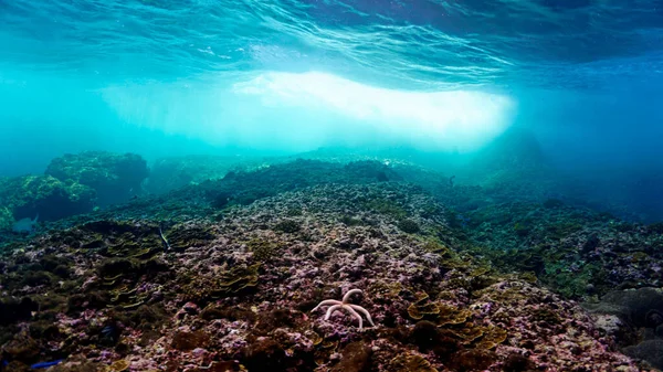 Підводне Фото Дрібного Коралового Рифу — стокове фото