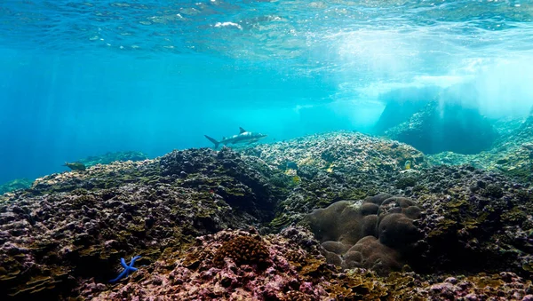 산호초에 상어의 타이에서 스쿠버 다이빙을 하다가 — 스톡 사진