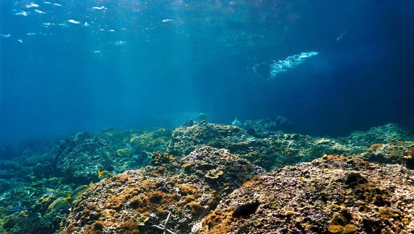 水下图片一对夫妇黑尖礁鲨来到你身边 在泰国潜水的时候 — 图库照片