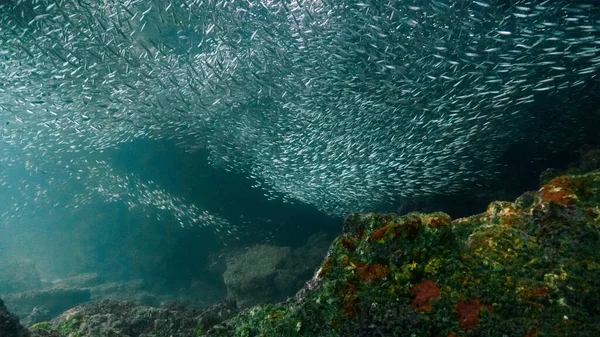 Υποβρύχια Φωτογραφία Ενός Τεράστιου Σχολείου Μικρών Ψαριών Στον Κοραλλιογενή Ύφαλο — Φωτογραφία Αρχείου