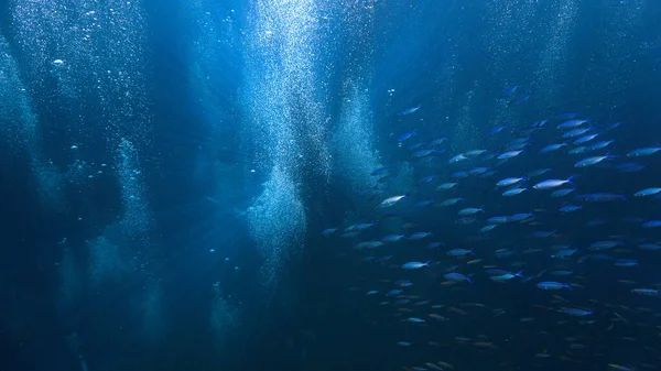 Прекрасний Чарівний Підводний Світ Всесвіт Школи Риб Повітряних Бульбашках Від — стокове фото
