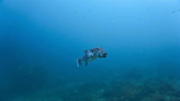 Şirin Bir Kirpi Balığının Sualtı Fotoğrafı Tayland Daki Bir Dalıştan — Stok fotoğraf