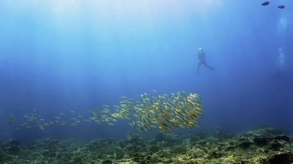 Hermosa Foto Submarina Escuelas Peces Con Buceador Fondo Desde Una —  Fotos de Stock