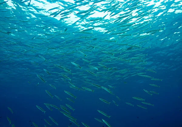 Unterwasser Foto Von Schwarm Gelber Schwanz Barrakuda Fische — Stockfoto
