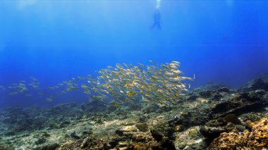 Arka planda bir dalgıç ile balık sürülerinin (Yellow Snappers) güzel sualtı fotoğrafı. Tayland 'daki bir dalıştan.. 