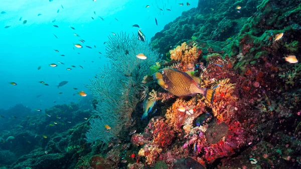 Ogromny Tytan Wyzwala Pożeranie Ryb Rafie Koralowej Nurkowań — Zdjęcie stockowe