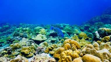 Kameranın önünde gülümseyen mavi bir papağan balığının sualtı fotoğrafı. Tüplü dalıştan.