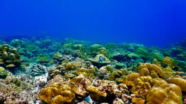 Kameranın önünde gülümseyen mavi bir papağan balığının sualtı fotoğrafı. Tüplü dalıştan.