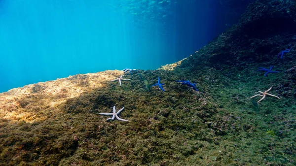 Underwater Photo Starfish Sea Stars Rays Light Edge Deep Scuba — Stock Photo, Image