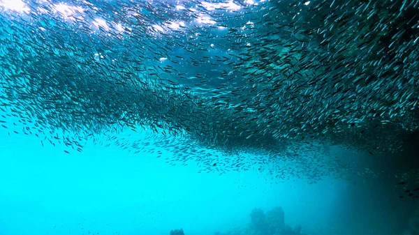 Yüzeyde gün ışığında küçük balık sürülerinin sualtı fotoğrafı. Tayland 'daki bir dalıştan..