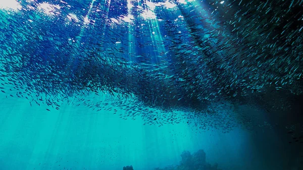 Foto Subaquática Escolas Pequenos Peixes Superfície Sob Luz Solar Mergulho — Fotografia de Stock