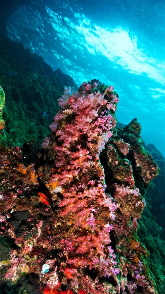 Bella Foto Subacquea Subacquei Una Barriera Corallina Nel Sud Est — Foto Stock