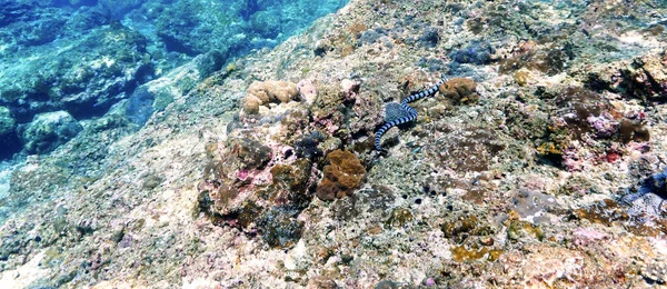 Banded Sea Snake Nadando Bajo Agua Arrecife Coral — Foto de Stock