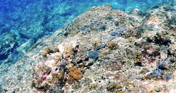Serpente Marino Fasciato Che Nuota Sott Acqua Sulla Barriera Corallina — Foto Stock