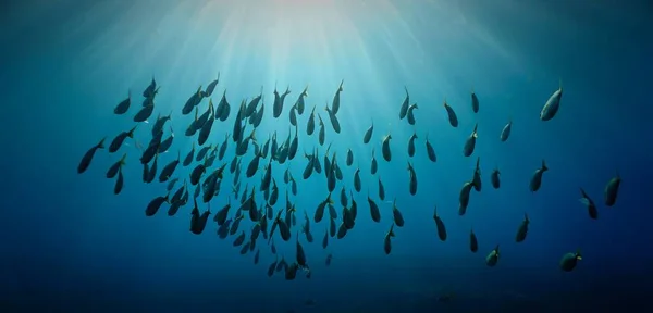 Onderwater Kunst Scholen Van Vissen Zonnestralen Van Een Duik Diepzee — Stockfoto