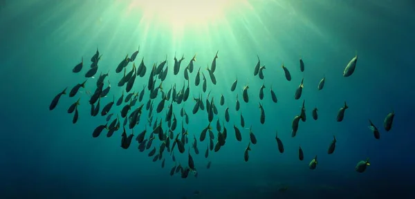 Sualtı sanatı - gün ışığında balık sürüleri. Derin denizdeki bir dalıştan.