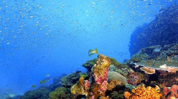 Bella Foto Subacquea Una Barriera Corallina Nel Sud Est Asiatico — Foto Stock