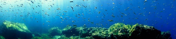 Подводное Фото Красивого Пейзажа Лучах Света Акваланга Канарских Островах Атлантическом — стоковое фото
