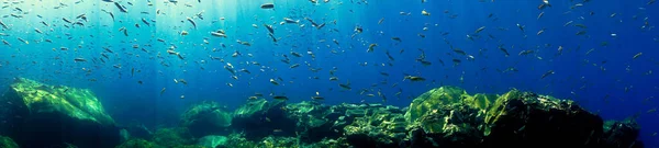 Underwater Photo Beautiful Landscape Rays Light Scuba Dive Canary Islands — Stok fotoğraf