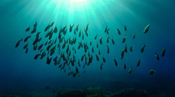 Sualtı Sanatı Gün Işığında Balık Sürüleri Derin Denizdeki Bir Dalıştan — Stok fotoğraf