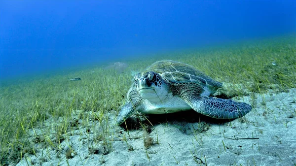 Underwater Photo Beautiful Hawksbill Sea Turtle Scuba Dive Canary Islands — Stockfoto