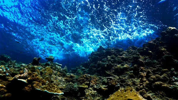 Art Sous Marin Avec Des Rayons Lumière Sur Récif Corallien — Photo