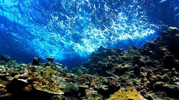 Підводне Мистецтво Променями Світла Над Кораловим Рифом — стокове фото