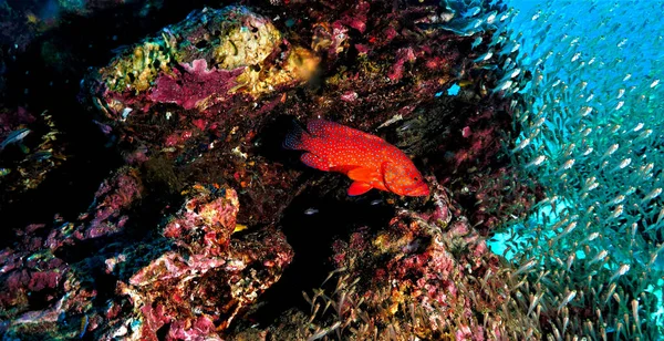 Foto Subaquática Peixes Coral Vermelho Colorido Grouper Recife Mergulho Mergulho — Fotografia de Stock