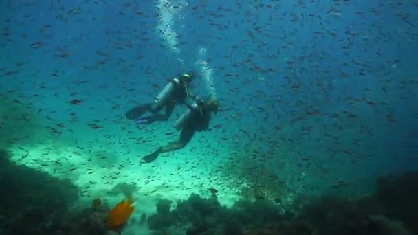 Víz Alatti Videoklip Hal Búváriskolákról Egy Thaiföldi Felfedezésből — Stock videók