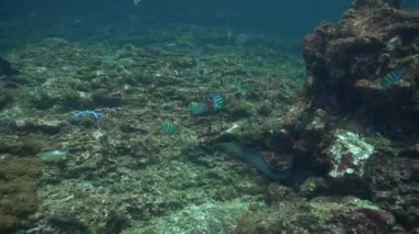 Yüzen bir Moray yılanbalığının sualtı video klibi. Tayland 'daki bir dalıştan.. 