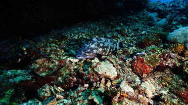Resifteki Grouper balığının sualtı fotoğrafı. Tüplü dalıştan.