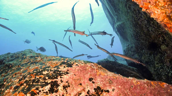 Underwater Photo Schooling Trumpet Fish Scuba Dive Canary Islands Atlantic — Φωτογραφία Αρχείου