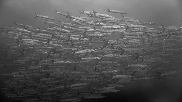 Υποβρύχια Φωτογραφία Από Σχολεία Του Barracuda Fish — Φωτογραφία Αρχείου